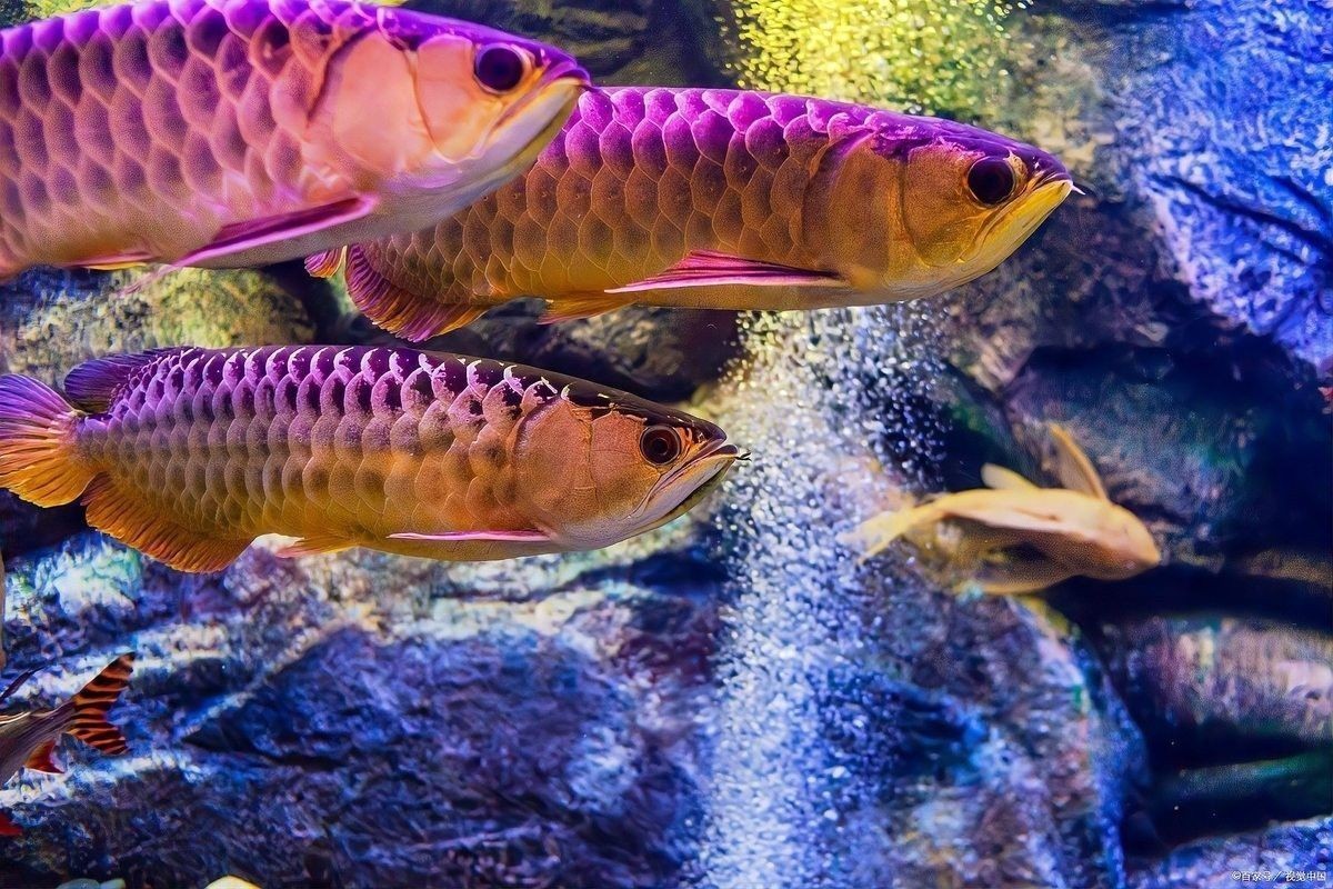 如何增強龍魚的免疫力（如何增強龍魚的免疫力，龍魚的飼養(yǎng)方法大全）