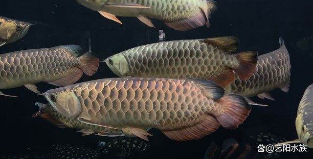 如何增強龍魚的免疫力（如何增強龍魚的免疫力，龍魚的飼養(yǎng)方法大全）