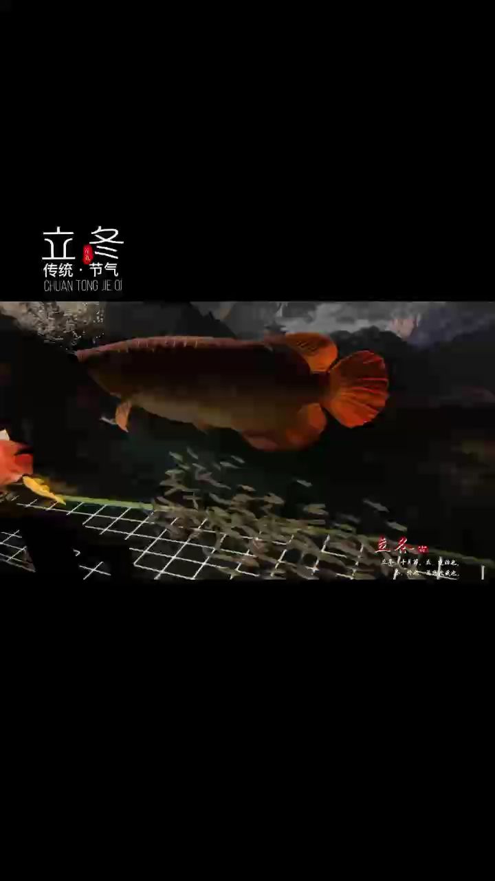 今晚關(guān)燈后注定是一場腥風(fēng)血雨（rebecca零評論：今晚關(guān)燈后注定是一場腥風(fēng)血雨）