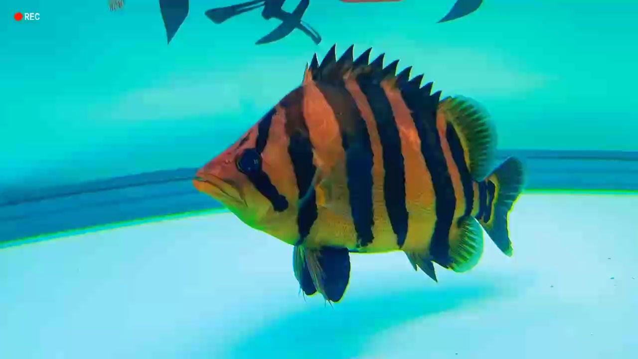 魚缸方寸間，恰似人生海海。不必慌張，游好自己的方向。