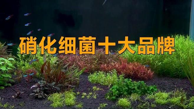 有哪些硝化細菌制劑推薦？（化細菌制劑是一種用于處理污水和廢水的生物處理方法）