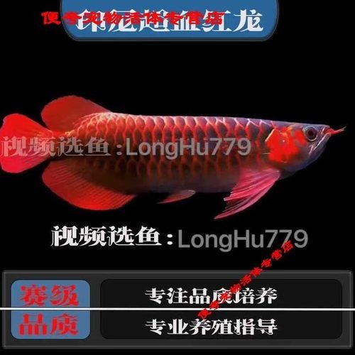如何辨別紅龍魚證書的真偽？（如何辨別紅龍魚證書的真偽）
