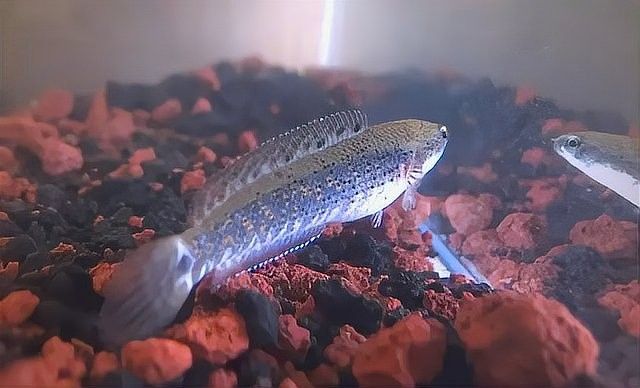 如何區(qū)分幻紅和幻藍(lán)？（幻彩紅寶石雷龍魚幻紅與幻藍(lán)的飼養(yǎng)注意事項）