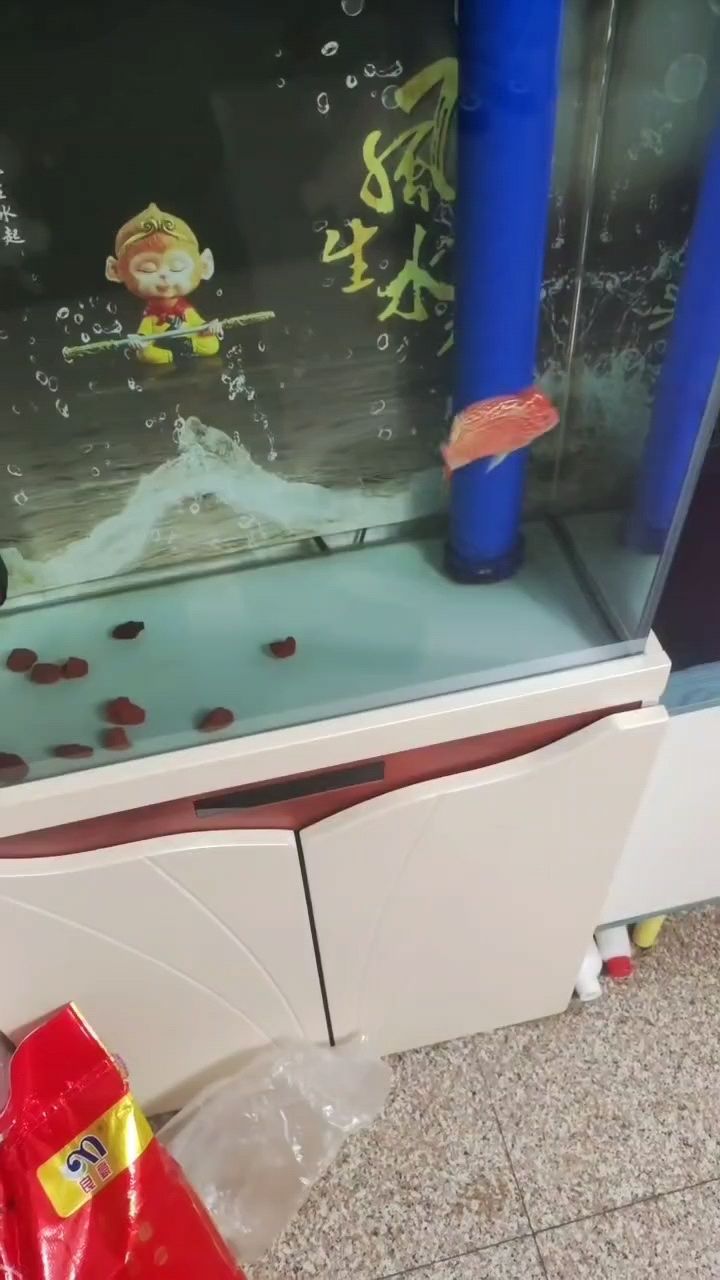 新魚入缸（新魚入缸前的準備）