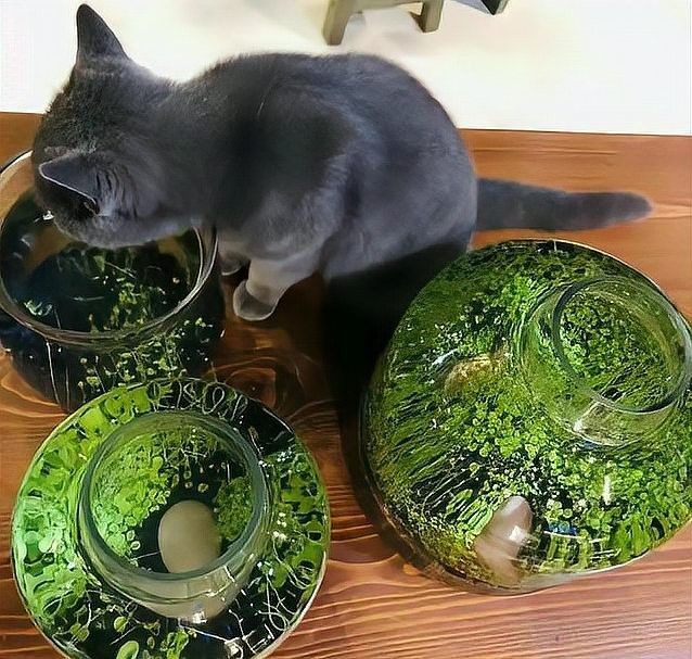 推薦一些與招財貓魚混養的植物