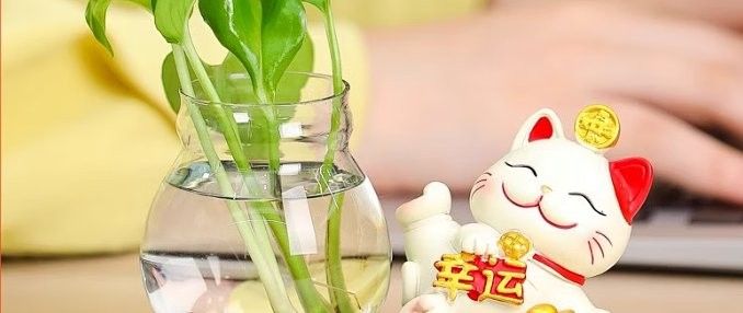 推薦一些與招財(cái)貓魚混養(yǎng)的植物