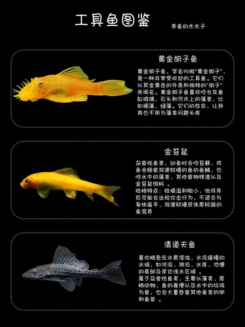 如何鑒別龍魚品質（如何挑選一條品質優質的龍魚）