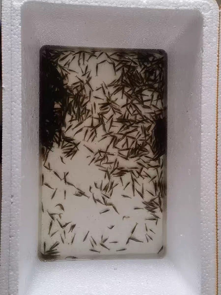 黑殼蝦除藻蝦順豐快遞包郵現貨發（昆weixin001評論：黑殼蝦除藻蝦順豐快遞包郵） 黑殼蝦除藻蝦順豐快遞包郵現貨發（昆weixin001評論：黑殼蝦除藻蝦順豐快遞包郵） 龍魚論壇 第2張