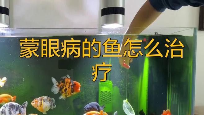 紅龍魚(yú)眼睛發(fā)白多久會(huì)死（紅龍魚(yú)眼睛發(fā)白可能是由多種原因引起的）