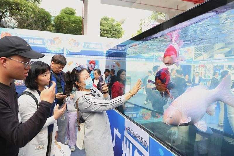 如何查詢廣州龍魚大賽的歷史獲獎名單（如何查詢廣州龍魚大賽的歷史獲獎名單？）