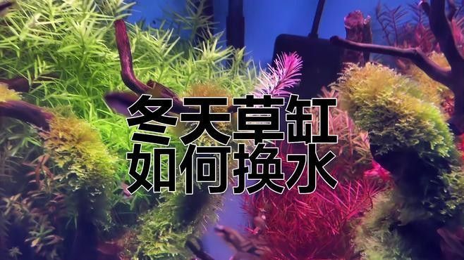 冬天換水時(shí)如何控制溫差（養(yǎng)魚說冬季孔雀魚換水技巧,避免溫差過大下個(gè)路口見）