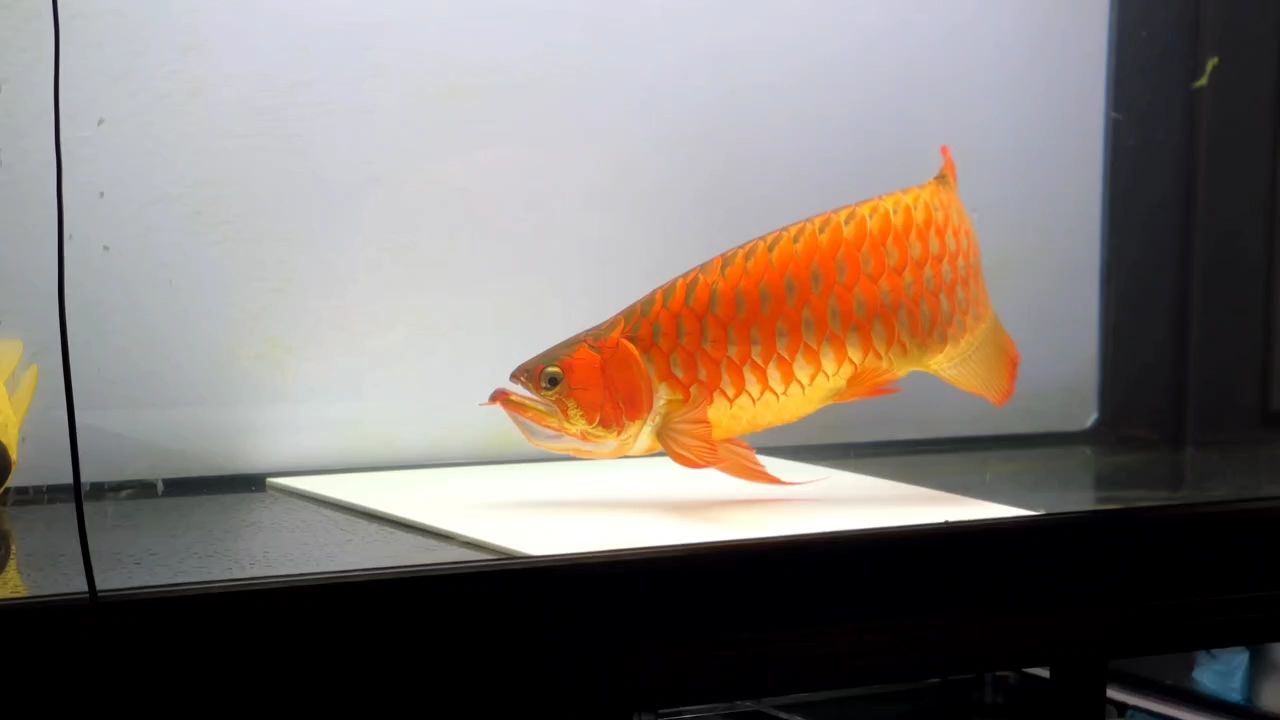 魚缸用增氧泵價格是多少:魚缸增氧機-xtrac增氧機-xtrac增氧機 紅龍魚(亞洲水域中常見的觀賞魚,紅龍魚體長可達15至20厘米) 龍魚論壇 紅龍魚(亞洲水域中常見的觀賞魚,紅龍魚體長可達15至20厘米) 紅龍魚(亞洲水域中常見的觀賞魚,紅龍魚體長可達15至20厘米) 龍魚論壇