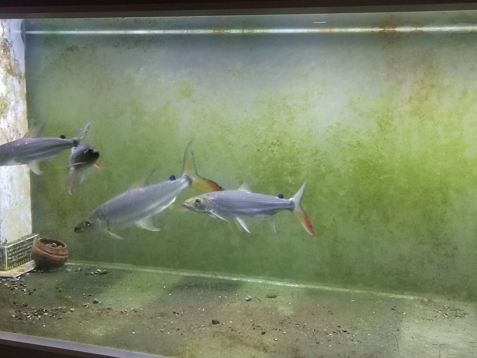 一批的魚大小不均，白金猛魚（養殖白金猛魚的挑戰與策略）