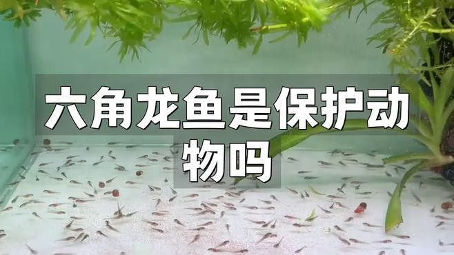 龍魚的保護(hù)現(xiàn)狀