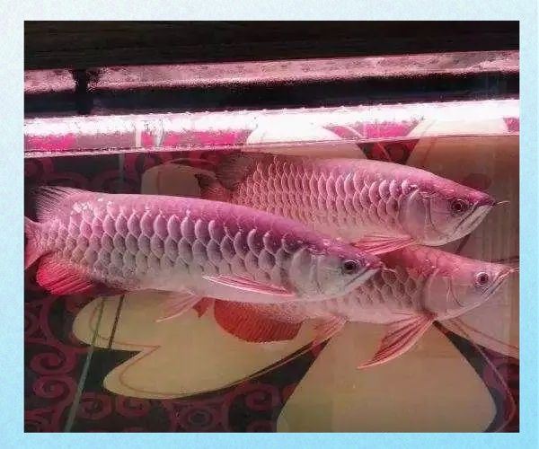 龍魚的價(jià)格會(huì)繼續(xù)上漲嗎（20-30公分龍魚飼養(yǎng)技巧與注意事項(xiàng)與注意事項(xiàng)） 龍魚的價(jià)格會(huì)繼續(xù)上漲嗎（20-30公分龍魚飼養(yǎng)技巧與注意事項(xiàng)與注意事項(xiàng)） 龍魚百科 第10張