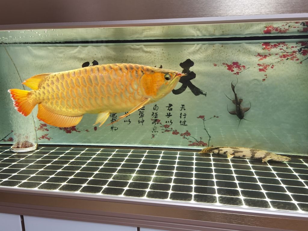 （全球氣候變化對農業(yè)生產力的影響是多方面的，氣候變化對農業(yè)的影響）
