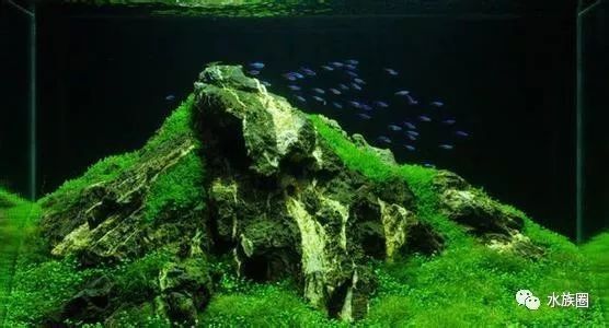 龍魚缸水草需要施肥嗎？（魚缸水草需要施肥嗎）
