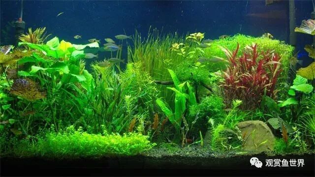 龍魚缸水草需要施肥嗎？（魚缸水草需要施肥嗎）