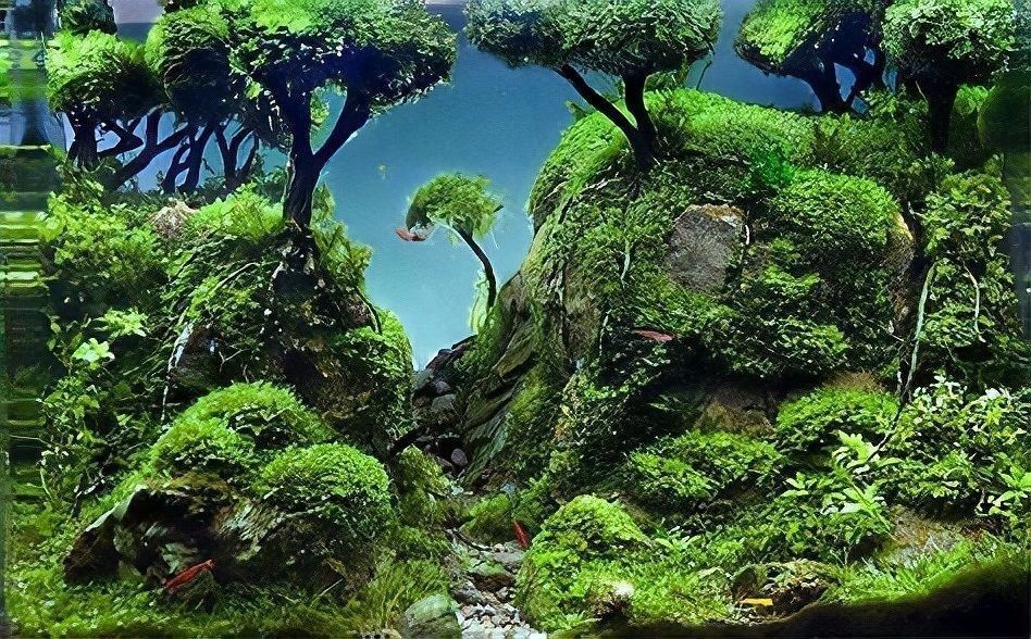 龍魚缸水草需要施肥嗎？（魚缸水草需要施肥嗎）
