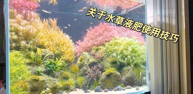 龍魚缸水草需要施肥嗎？（魚缸水草需要施肥嗎）