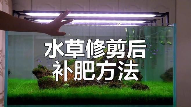 龍魚缸水草需要施肥嗎？（魚缸水草需要施肥嗎）