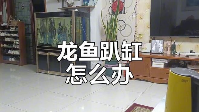 龍魚趴缸需要加鹽嗎（怪味胡豆子,龍魚趴缸別著急,這三種情況先了解一下!可為漁業） 龍魚趴缸需要加鹽嗎（怪味胡豆子,龍魚趴缸別著急,這三種情況先了解一下!可為漁業） 龍魚百科 第2張