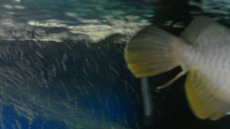 金龍魚掉尾會自愈嗎（龍魚掉尾會自愈嗎）