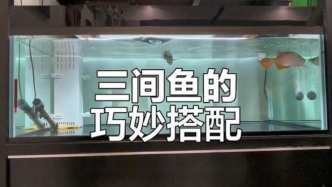 如何逐步將金龍魚和皇冠三間混養在一起（金龍魚和皇冠三間混養需要多久適應） 如何逐步將金龍魚和皇冠三間混養在一起（金龍魚和皇冠三間混養需要多久適應） 龍魚百科 第1張