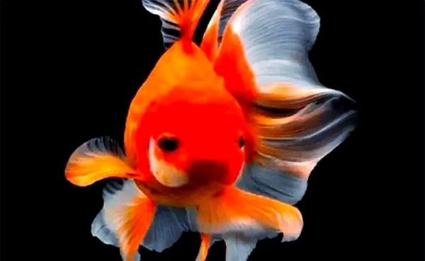 金龍魚顏色變淺怎么辦