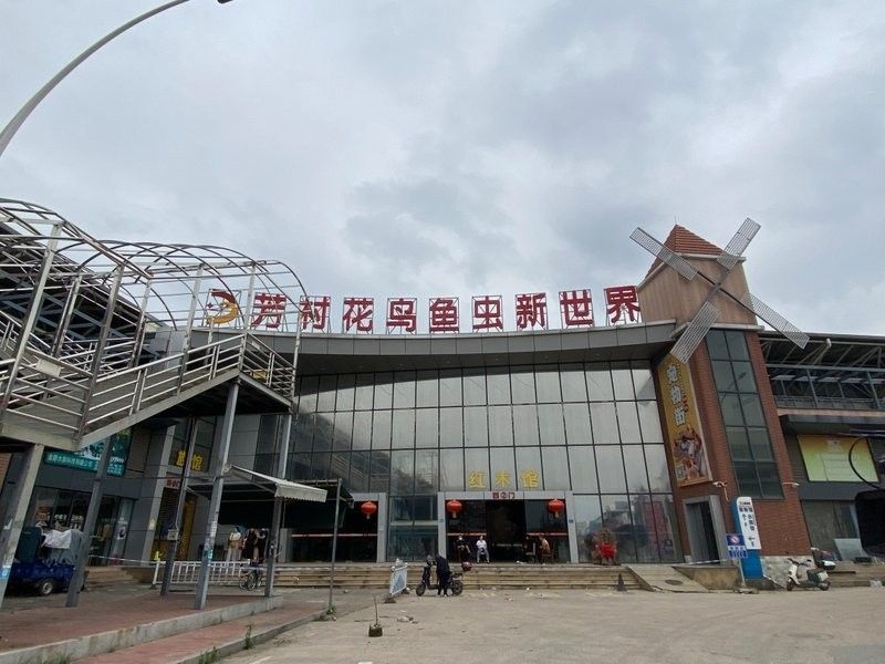 花地灣藝和花鳥魚蟲市場搬遷后，有哪些新增商戶？