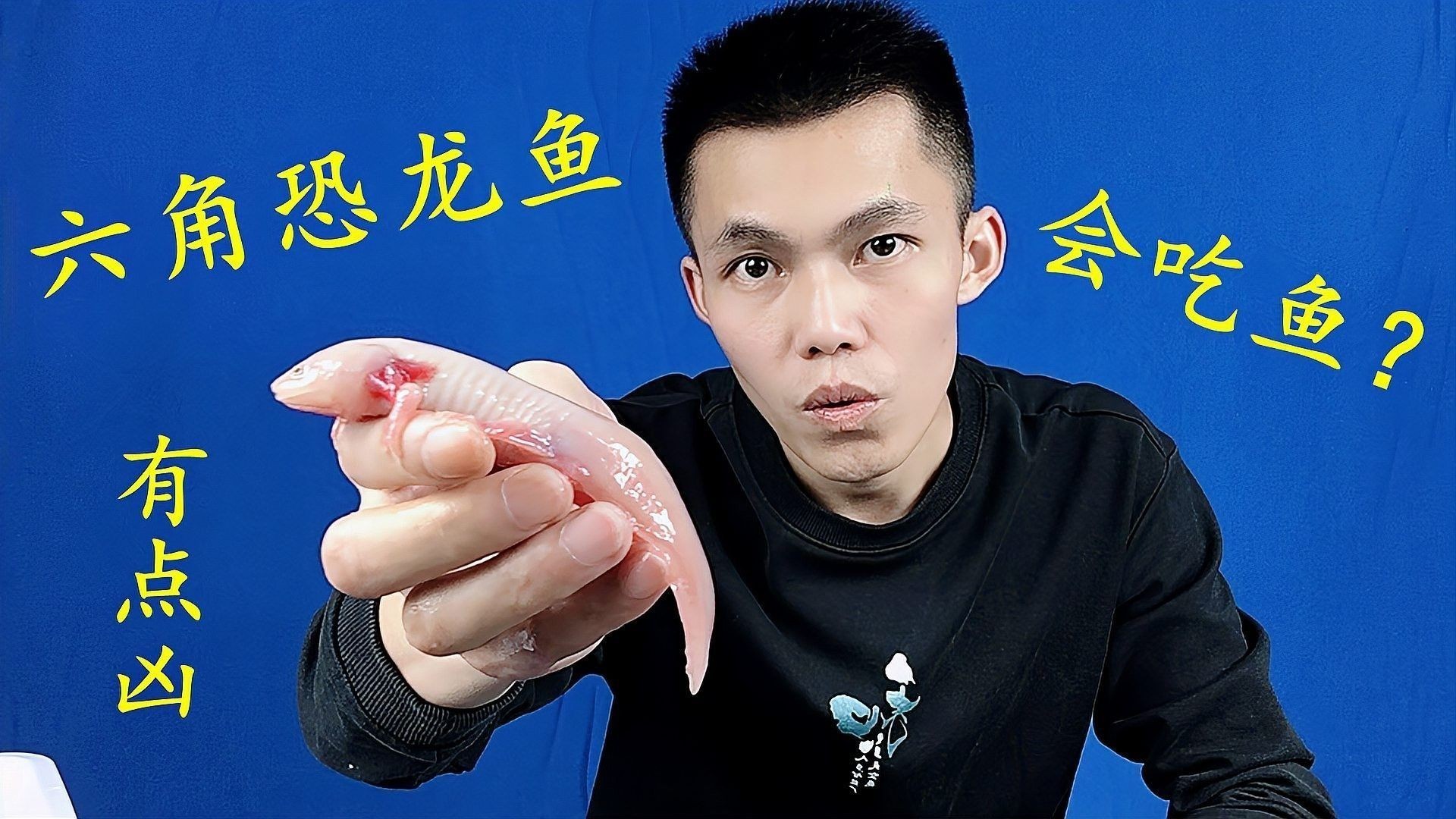 還有哪些恐龍魚會吃魚（恐龍魚的捕食能力） 還有哪些恐龍魚會吃魚（恐龍魚的捕食能力） 龍魚百科 第1張