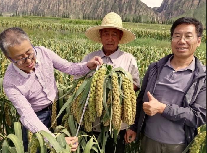 金龍魚蔚縣小米項目成效如何（金龍魚蔚縣小米產業助力蔚縣小米產業迎來新國標引領）