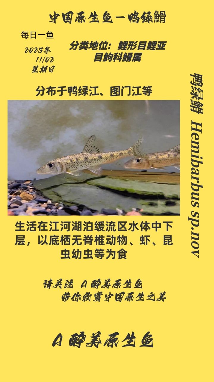 鴨綠?