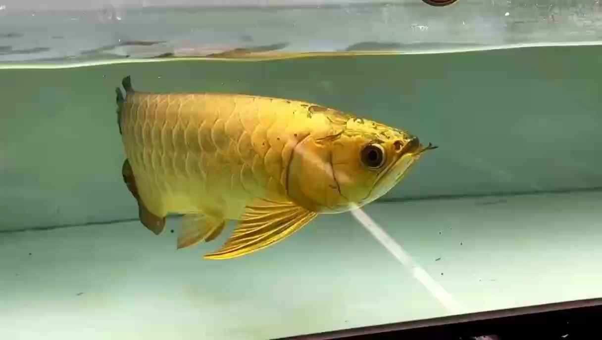 AG琥珀金鯊魚炮彈頭