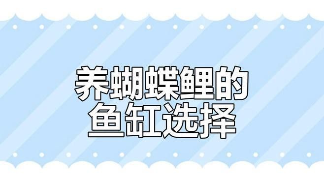 蝴蝶鯉混養(yǎng)需要多大的魚缸？ 蝴蝶鯉混養(yǎng)需要多大的魚缸？ 龍魚百科 第4張
