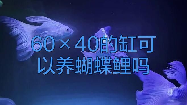 蝴蝶鯉混養(yǎng)需要多大的魚缸？ 蝴蝶鯉混養(yǎng)需要多大的魚缸？ 龍魚百科 第3張