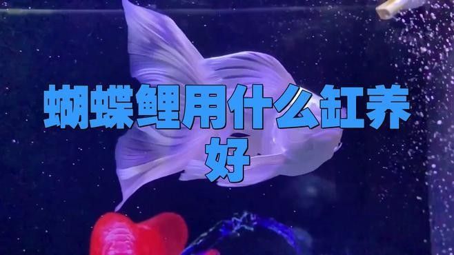 蝴蝶鯉混養(yǎng)需要多大的魚缸？ 蝴蝶鯉混養(yǎng)需要多大的魚缸？ 龍魚百科 第5張