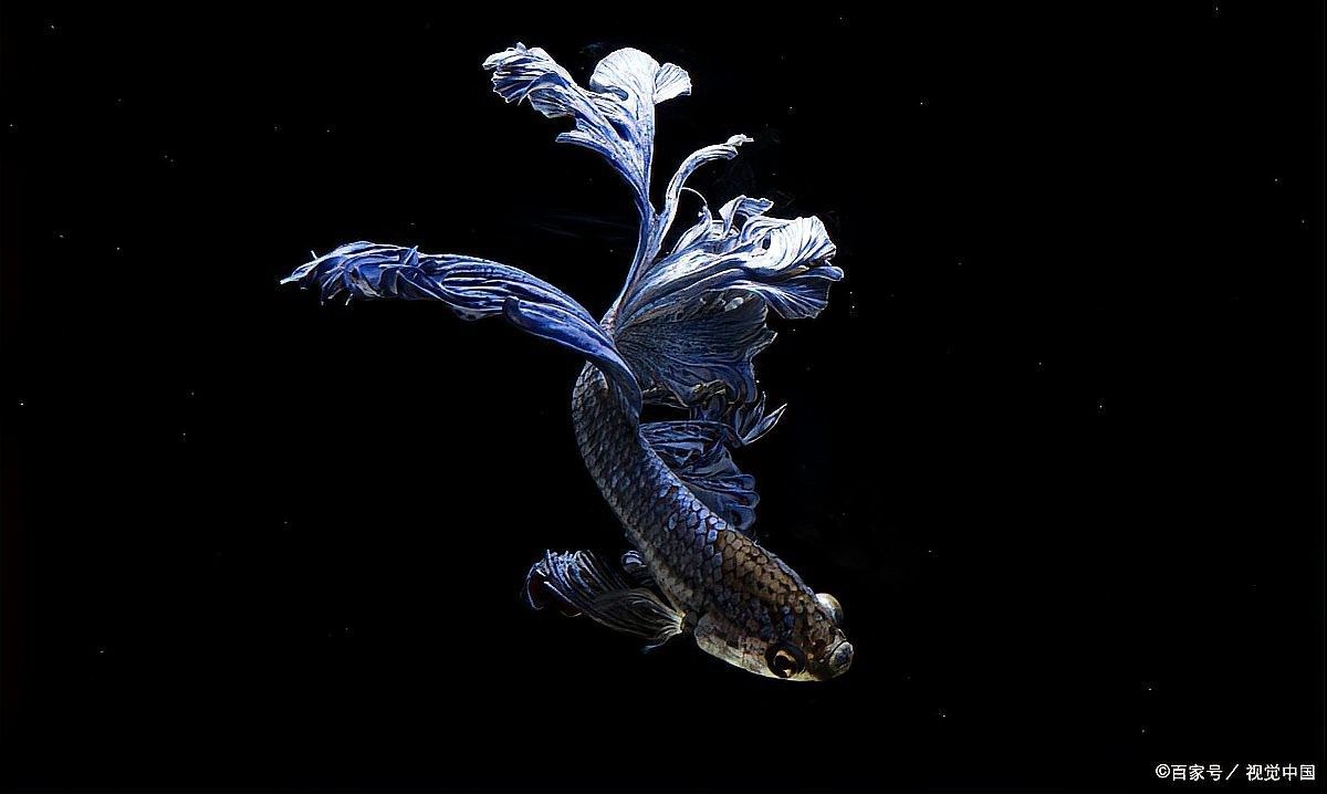 蝴蝶鯉混養(yǎng)需要多大的魚缸？ 蝴蝶鯉混養(yǎng)需要多大的魚缸？ 龍魚百科 第6張