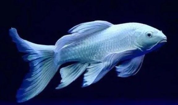 蝴蝶鯉混養(yǎng)需要多大的魚缸？ 蝴蝶鯉混養(yǎng)需要多大的魚缸？ 龍魚百科 第7張