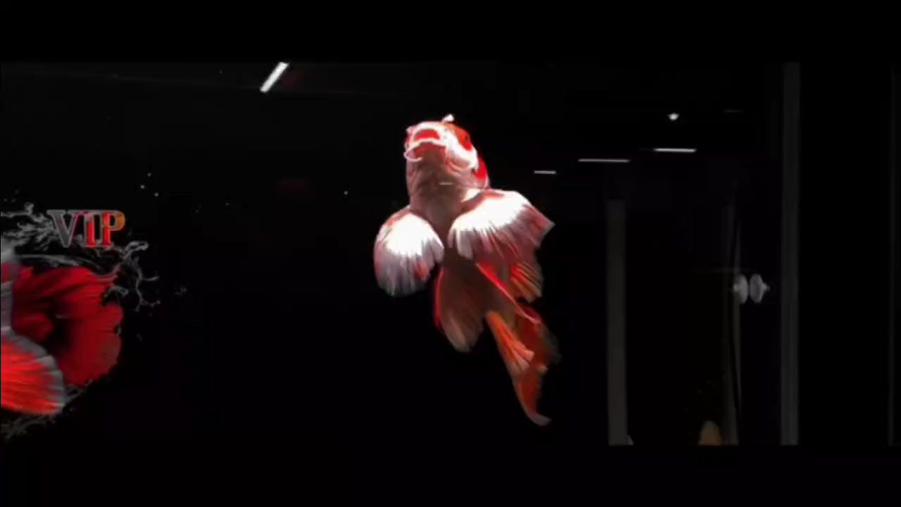 花紅 花紅 龍魚論壇