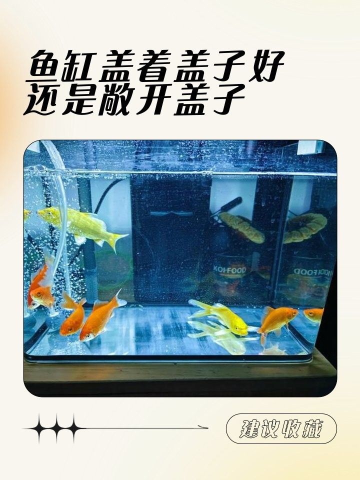 紅龍魚鱗片長白毛是否會自愈取決于具體原因和應對方法，紅龍魚鱗片長白毛會自愈取決于具體原因和應對方法
