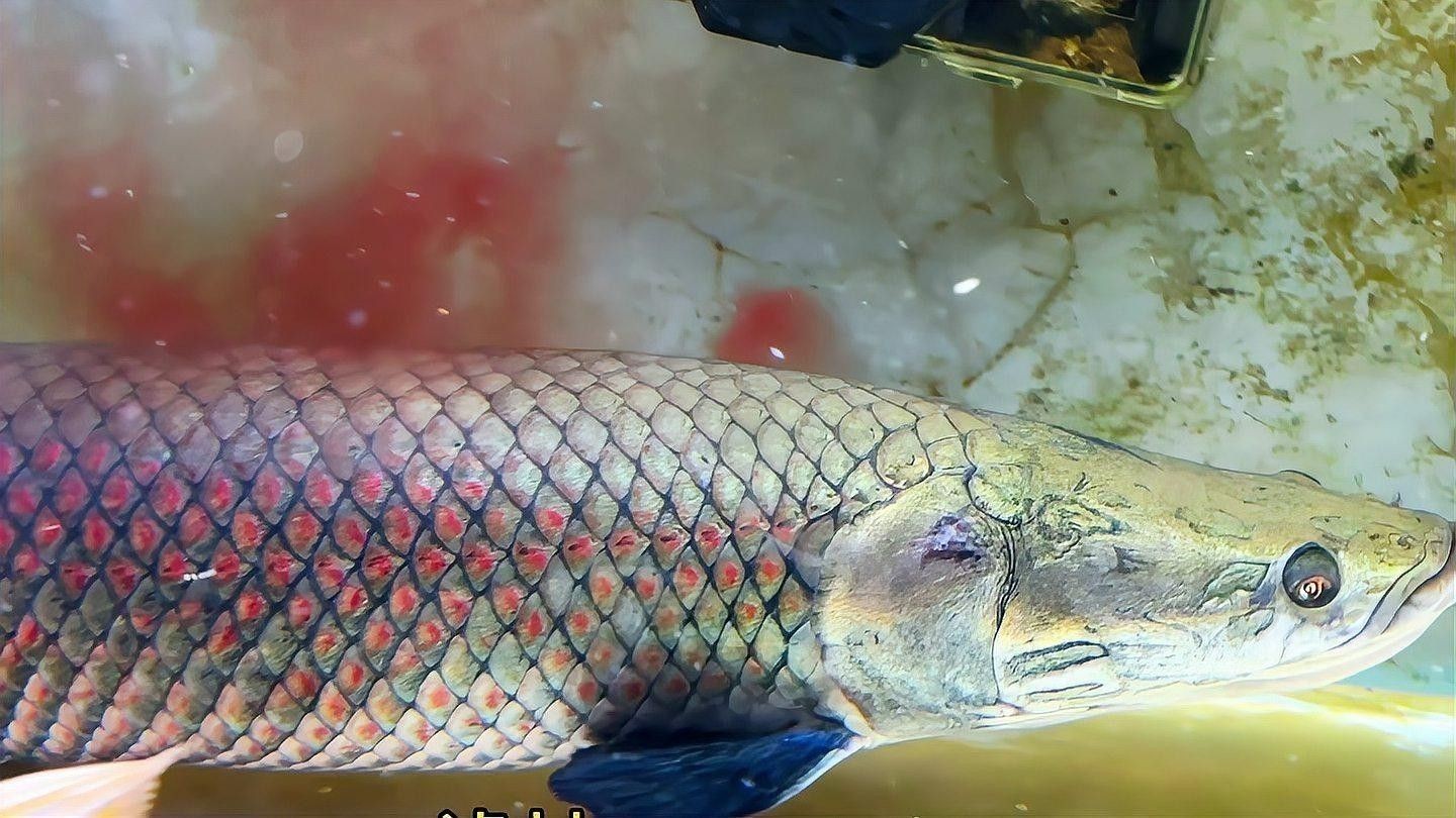 巨暴魚和龍魚混養的成功案例 巨暴魚和龍魚混養的成功案例 龍魚百科 第1張