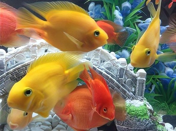 如何選擇適合混養的鸚鵡魚品種（適合混養的鸚鵡魚品種是確保魚缸生態平衡和魚類健康的關鍵）