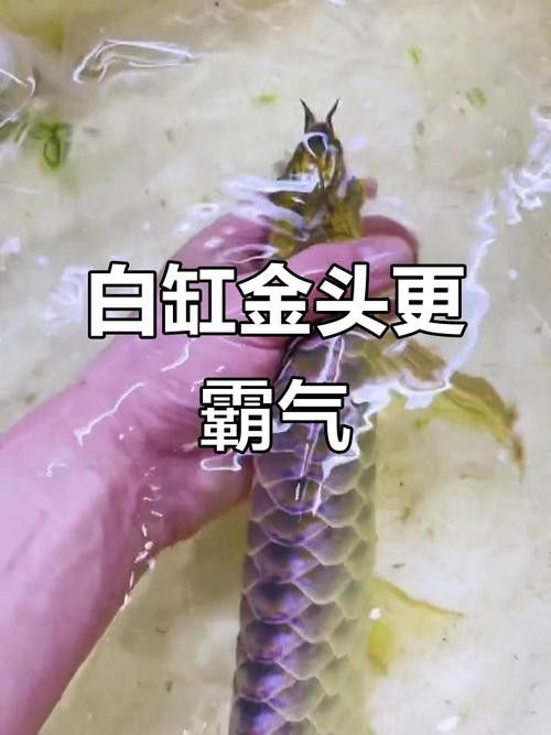 如何區(qū)分金頭龍魚和過背金龍
