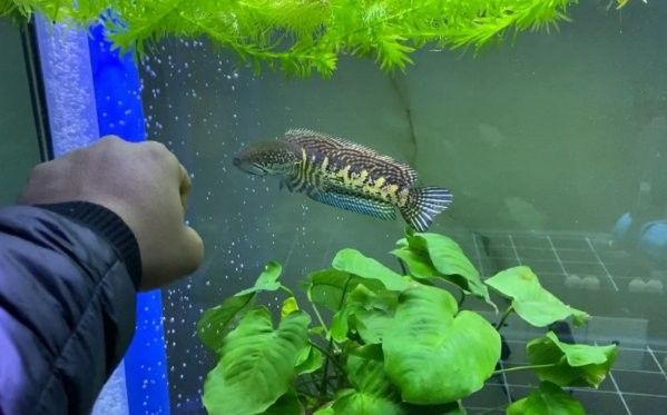 雷龍魚離水后如何急救？ 雷龍魚離水后如何急救？ 龍魚百科 第5張