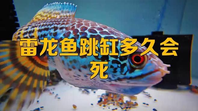 雷龍魚離水后如何急救？ 雷龍魚離水后如何急救？ 龍魚百科 第1張
