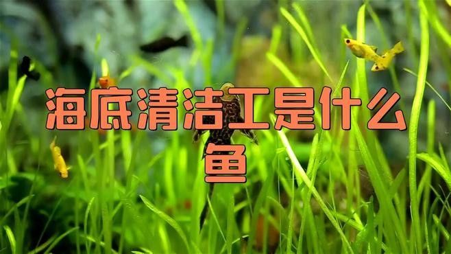 龍魚醫生在什么位置 龍魚醫生在什么位置 龍魚百科 第1張