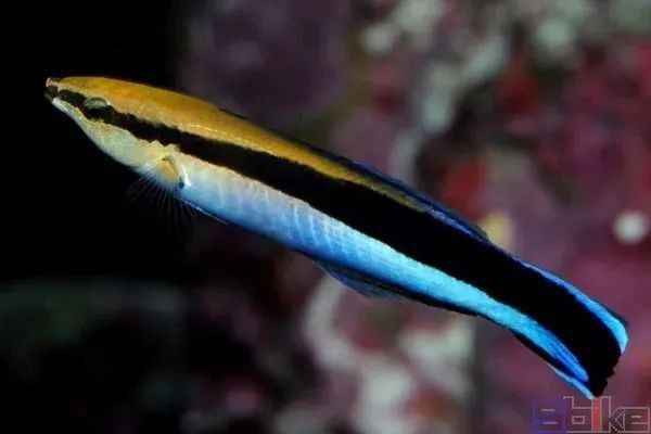 龍魚醫生在什么位置 龍魚醫生在什么位置 龍魚百科 第3張