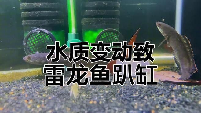 龍魚換水后趴缸會持續(xù)多久（魚趴在魚缸底下不愛動是怎么回事上行魚龍魚趴缸原因及解決方法）