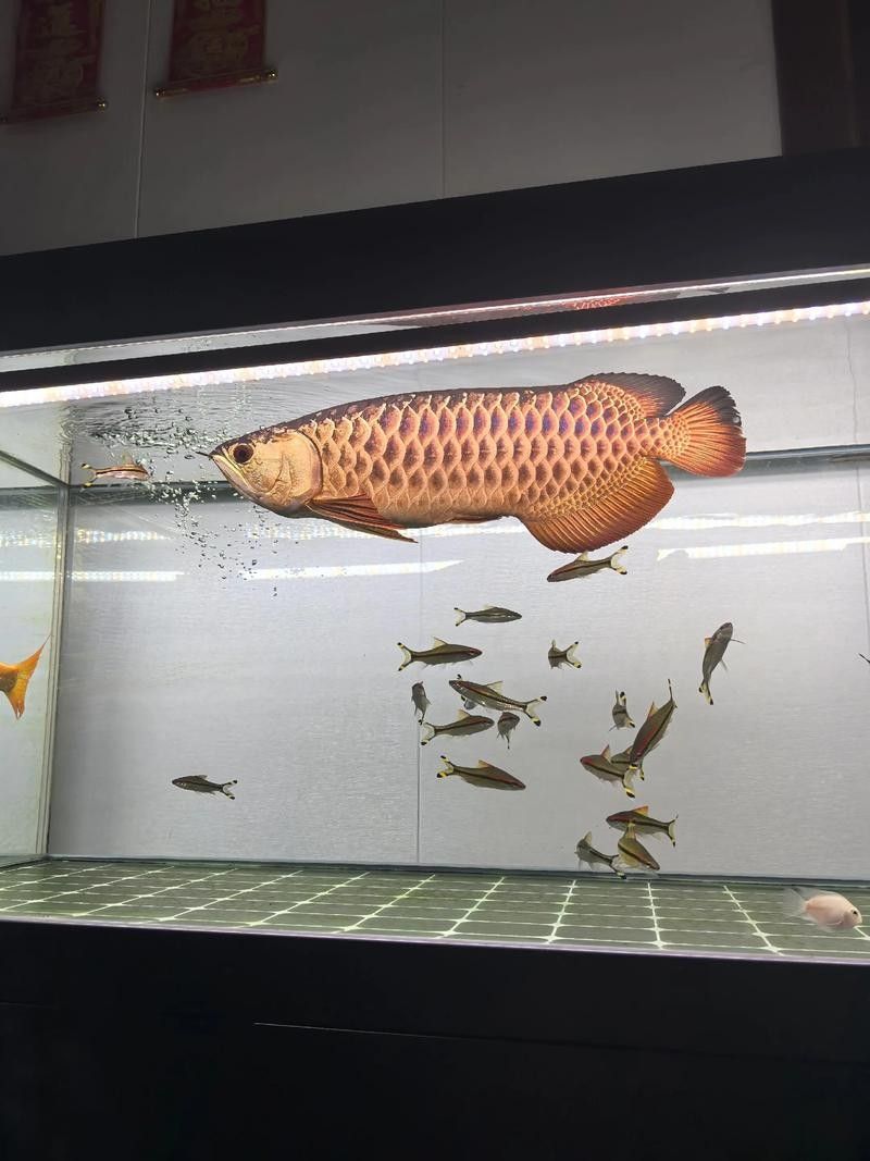 高背金龍魚適合哪些人養（哪些人群適合養高背金龍魚） 高背金龍魚適合哪些人養（哪些人群適合養高背金龍魚） 龍魚百科 第6張